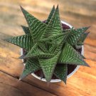 Mixed Haworthia (approx 15 varieties) 20 PCS Seeds Mixed Haworthia (approx 15 varieties) 20 PCS Seeds