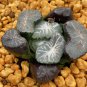 Mixed Haworthia (approx 15 varieties) 20 PCS Seeds