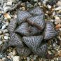 Mixed Haworthia (approx 15 varieties) 20 PCS Seeds