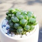 Mixed Haworthia 20 PCS Seeds