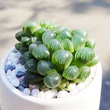 Mixed Haworthia 20 PCS Seeds