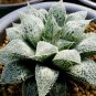 Mixed Haworthia 20 PCS Seeds