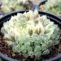 Mixed Haworthia 20 PCS Seeds