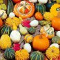 Mixed Doll Pumpkin Ornamental Vegetables Edible 10 PCS Seeds