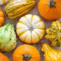 Mixed Doll Pumpkin Ornamental Vegetables Edible 10 PCS Seeds