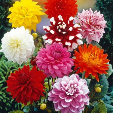 Mixed Dahlia Flower 50 PCS Seeds