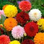 Mixed Dahlia Flower 50 PCS Seeds