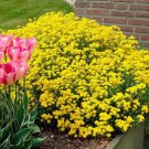 Creeping Thyme Mixed 6 Colors 100 PCS Seeds Creeping Thyme Mixed 6 Colors 100 PCS Seeds