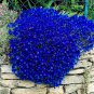 Creeping Thyme Mixed 6 Colors 100 PCS Seeds
