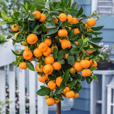 Mini Orange Tree 30 PCS Seeds