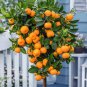 Mini Orange Tree 30 PCS Seeds