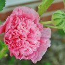 Miniature Hollyhock Flower Bonsai Plant DIY Home Garden 200 PCS Seeds