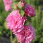 Miniature Hollyhock Flower Bonsai Plant DIY Home Garden 200 PCS Seeds