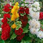 Miniature Hollyhock Flower Bonsai Plant DIY Home Garden 200 PCS Seeds