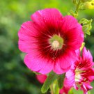 Miniature Hollyhock Flower Bonsai Plant 200 PCS Seeds Miniature Hollyhock Flower Bonsai Plant 200 PCS Seeds