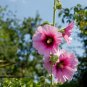 Miniature Hollyhock Flower Bonsai Plant 200 PCS Seeds