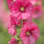 Miniature Hollyhock Flower Bonsai Plant 200 PCS Seeds