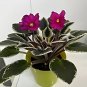 Mini Violet Beautiful Bonsai Flower 100 PCS Seeds