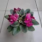 Mini Violet Beautiful Bonsai Flower 100 PCS Seeds