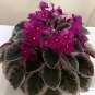 Mini Violet Beautiful Bonsai Flower 100 PCS Seeds
