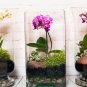 Mini Orchid Mixed Rose Red Purple Orange White Flowers 100 PCS Seeds