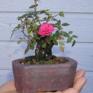 Mini Rose Bonsai Miniature Rose A Little Cute Plants 100 PCS Seeds