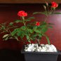 Mini Rose Bonsai Miniature Rose A Little Cute Plants 100 PCS Seeds