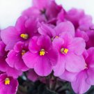 Mini Violet African Violet Garden Potted Plants Violet Flowers 50 PCS Seeds Mini Violet African Violet Garden Potted Plants Violet Flowers 50 PCS Seeds