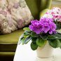 Mini Violet African Violet Garden Potted Plants Violet Flowers 50 PCS Seeds