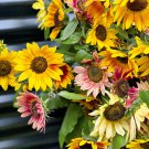 Mini Multi-Colored Dwarf Sunflower Bonsai Perennial Flower 30 PCS Seeds