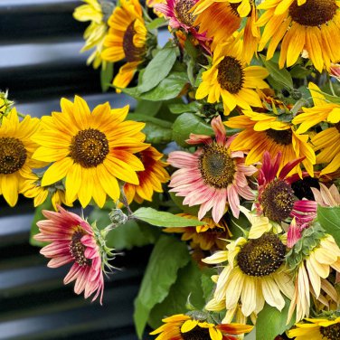 Mini Multi-Colored Dwarf Sunflower Bonsai Perennial Flower 30 PCS Seeds