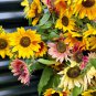 Mini Multi-Colored Dwarf Sunflower Bonsai Perennial Flower 30 PCS Seeds