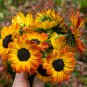 Mini Multi-Colored Dwarf Sunflower Bonsai Perennial Flower 30 PCS Seeds