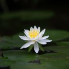 Mini Purely White Bonsai Lotus Flower 1 PCS Seeds