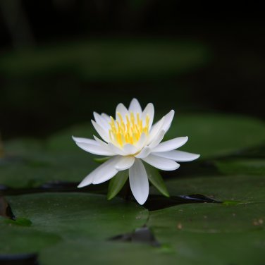 Mini Purely White Bonsai Lotus Flower 1 PCS Seeds