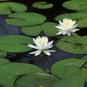 Mini Purely White Bonsai Lotus Flower 1 PCS Seeds