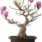 Mini Magnolia Beautiful Flower Indoor or Ourdoor Potted 30 PCS Seeds
