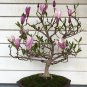 Mini Magnolia Beautiful Flower Indoor or Ourdoor Potted 30 PCS Seeds