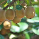Mini Small Middle Large Chinese Gooseberry Kiwifruit 50 PCS Seeds