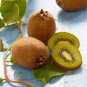 Mini Small Middle Large Chinese Gooseberry Kiwifruit 50 PCS Seeds