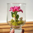 Mini Orchid 100 PCS Seeds Mini Orchid 100 PCS Seeds