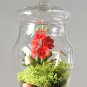 Mini Orchid 100 PCS Seeds