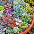 Mini Potted Bonsai Succulent Cactus 500 PCS Seeds