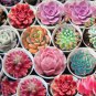 Mini Potted Bonsai Succulent Cactus 500 PCS Seeds