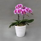 Mini Phalaenopsis Flower 100 PCS Seeds Mini Phalaenopsis Flower 100 PCS Seeds