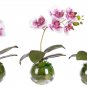 Mini Phalaenopsis Flower 100 PCS Seeds