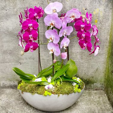 Mini Orchid Mixed 3 Colors Flowers 100 PCS Seeds