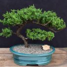 Mini Juniper Bonsai Tree Office Bonsai 50 PCS Seeds Mini Juniper Bonsai Tree Office Bonsai 50 PCS Seeds
