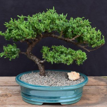 Mini Juniper Bonsai Tree Office Bonsai 50 PCS Seeds