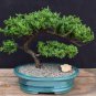 Mini Juniper Bonsai Tree Office Bonsai 50 PCS Seeds